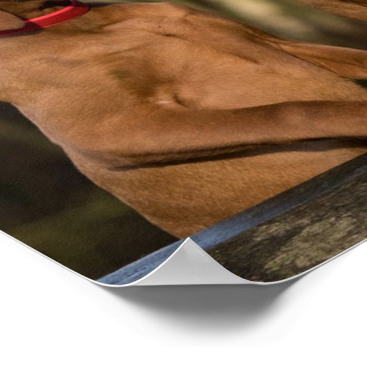 Beautiful Vizsla Sporting Dogs Poster (Ecke)