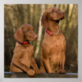 Beautiful Vizsla Sporting Dogs Poster (Vorne)