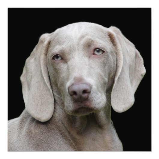 Beautiful Weimaraner Fotodruck (Vorne)