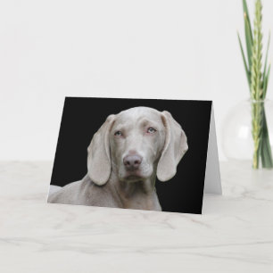 Beautiful Weimaraner Karte