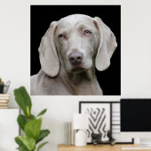Beautiful Weimaraner Poster (Heimbüro)