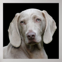 Beautiful Weimaraner