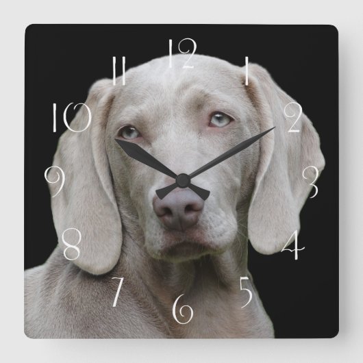 Beautiful Weimaraner Quadratische Wanduhr (Vorderseite)