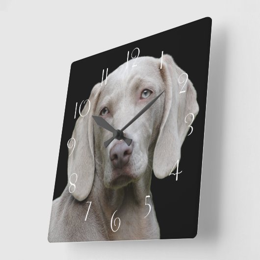 Beautiful Weimaraner Quadratische Wanduhr (Winkel)