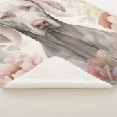 Beautiful Weimaraner Sherpadecke (3/4)