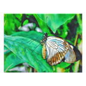 Beautiful White and Brown Butterfly Fotodruck (Vorne)