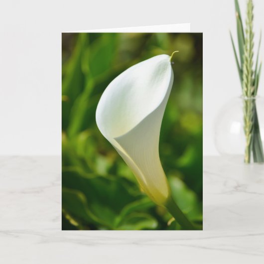 Beautiful White Calla Lily Blume Karte (Vorderseite)