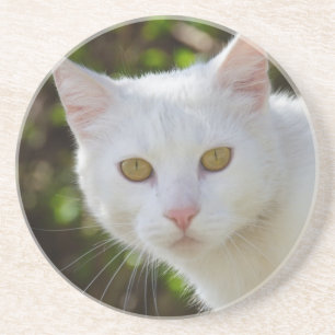 Beautiful White Cat Untersetzer
