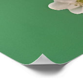 Beautiful White & Pink Peonies On Green Background Poster (Ecke)