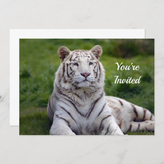 Beautiful White Tiger Foto Geburtstag Einladung