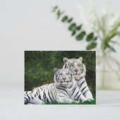 Beautiful White Tigers Postkarte (Stehend Vorderseite)