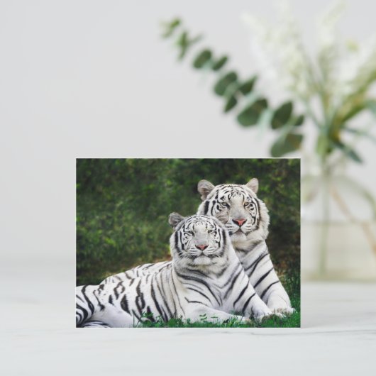 Beautiful White Tigers Postkarte (Stehend Vorderseite)