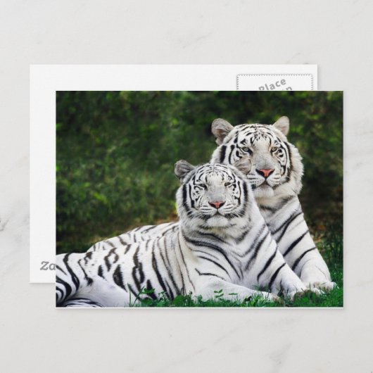 Beautiful White Tigers Postkarte (Vorne/Hinten)