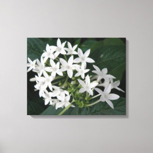 Beautiful White Tropical Blume Canvas Print Leinwanddruck