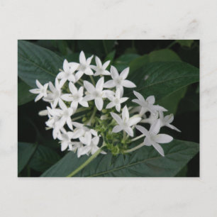 Beautiful White Tropical Flowers Postcard Postkarte