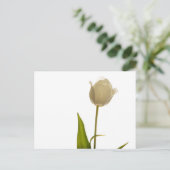 Beautiful white tulip on white background postkarte (Stehend Vorderseite)