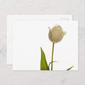 Beautiful white tulip on white background postkarte (Vorne/Hinten)