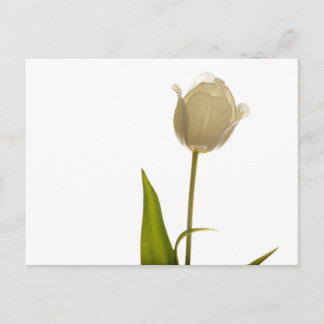 Beautiful white tulip on white background postkarte