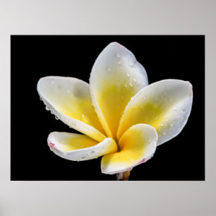 Beautiful white-yellow Plumeria flower Poster