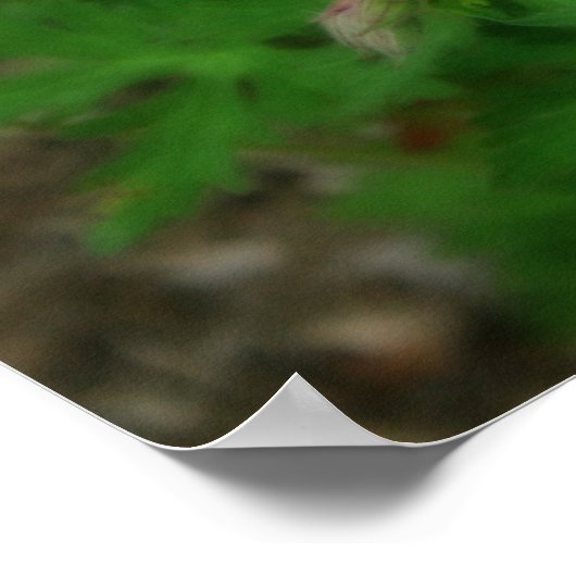 Beautiful Wild Geraniums Poster (Ecke)