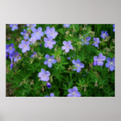 Beautiful Wild Geraniums Poster (Vorne)