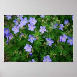 Beautiful Wild Geraniums Poster