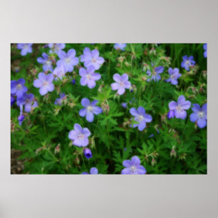 Beautiful Wild Geraniums Poster