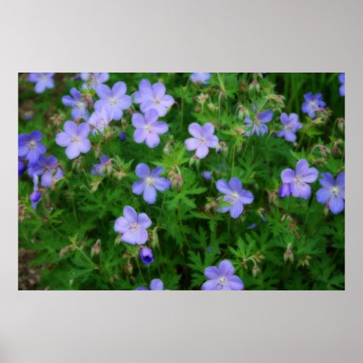 Beautiful Wild Geraniums Poster (Vorne)