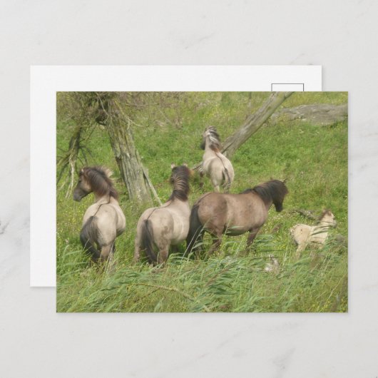 Beautiful Wild Horses DIY Postcard Postkarte (Vorne/Hinten)