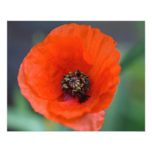 Beautiful Wild Red Poppy
