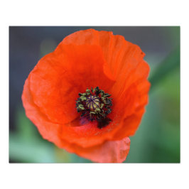 Beautiful Wild Red Poppy Fotodruck