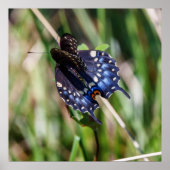 Beautiful Wings Poster (Vorne)