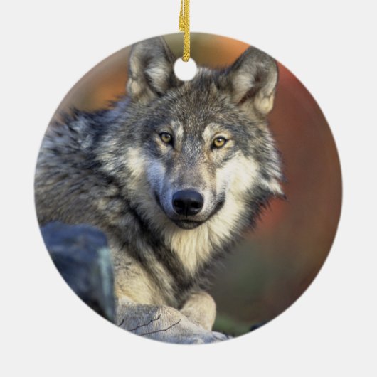 Beautiful Wolf Keramik Ornament (Hinten)