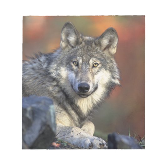 Beautiful Wolf Notizblock (Vorderseite)