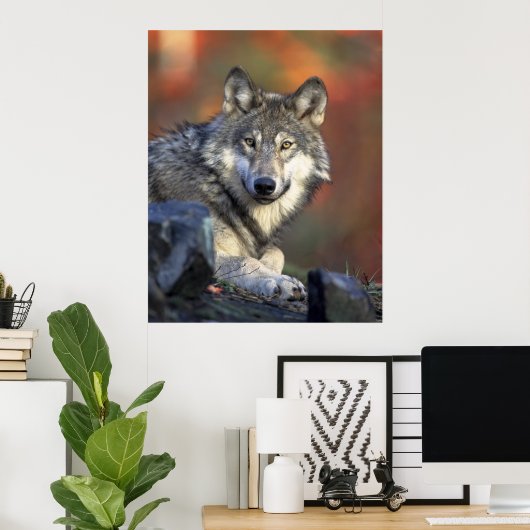 Beautiful Wolf Poster (Heimbüro)