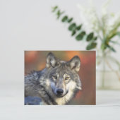 Beautiful Wolf Postkarte (Stehend Vorderseite)