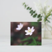 Beautiful Wood Anemone Flower Postcard Postkarte (Stehend Vorderseite)