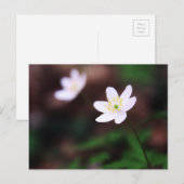 Beautiful Wood Anemone Flower Postcard Postkarte (Vorne/Hinten)