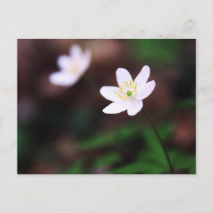 Beautiful Wood Anemone Flower Postcard Postkarte