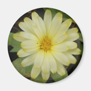 Beautiful Yellow Marigold Magnet