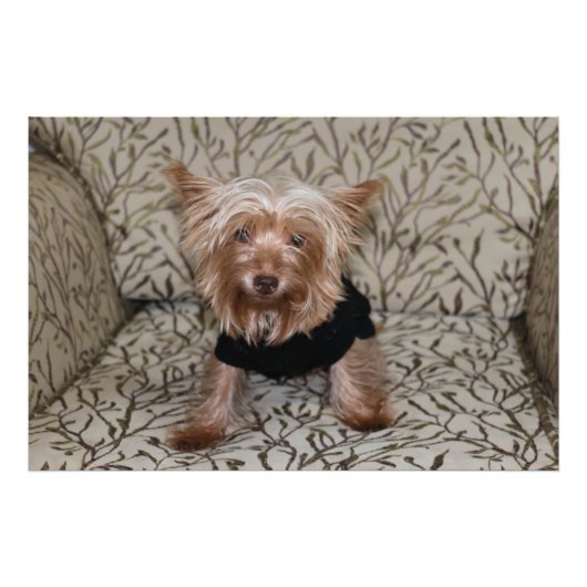 Beautiful Yorkshire Terrier Fotodruck (Vorne)