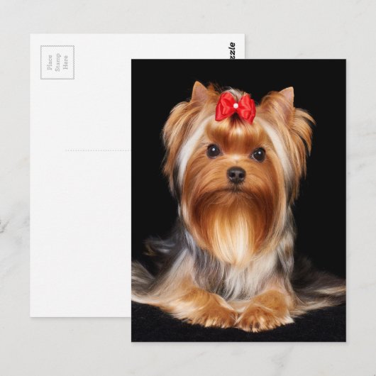 Beautiful Yorkshire Terrier Postkarte (Vorne/Hinten)