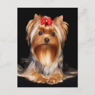 Beautiful Yorkshire Terrier Postkarte