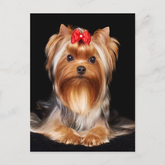 Beautiful Yorkshire Terrier Postkarte (Vorderseite)