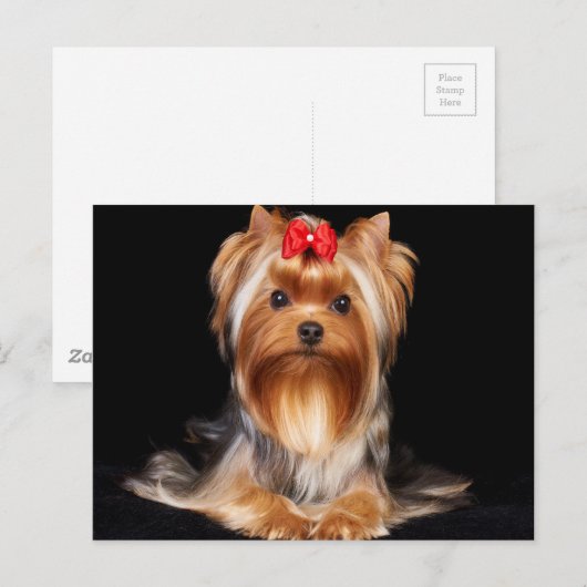 Beautiful Yorkshire Terrier Postkarte (Vorne/Hinten)