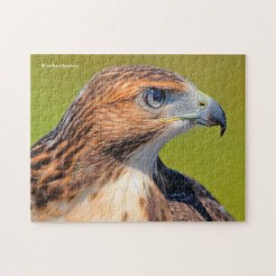 Beautiful Young Red Tail Hawk Puzzle