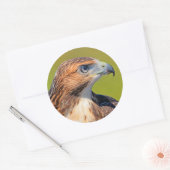 Beautiful Young Red Tail Hawk Runder Aufkleber (Umschlag)