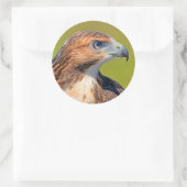 Beautiful Young Red Tail Hawk Runder Aufkleber (Tasche)