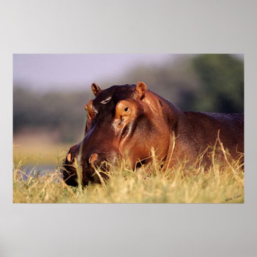 Beauty Hippopotamus Portrait Poster (Vorne)
