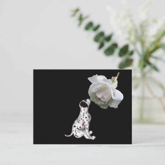 Beauty Innocence Dalmatiner und Rose Postkarte (Stehend Vorderseite)